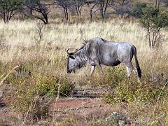 090516_Pilanesberg 249